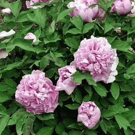 Пион Древовидный Colorful Painting