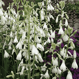 Гальтония белеющая