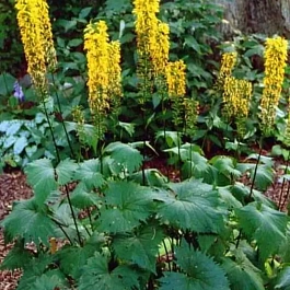 Бузульник узкоголовый The Rocket