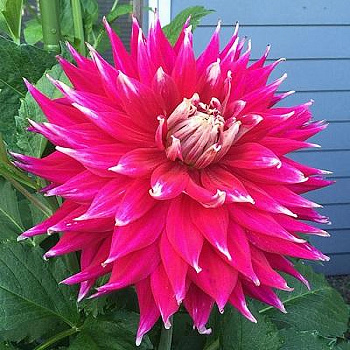 Георгина Декоративная Эй Си Дарк Хорс