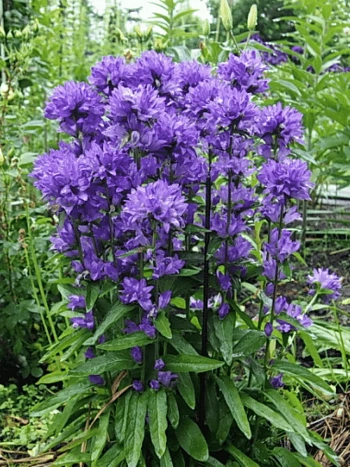 Колокольчик скученный  Freya