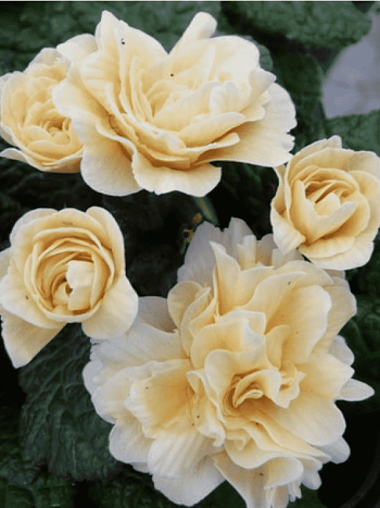 Примула обыкновенная Guemsey Cream