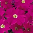 Петуния грандифлора Аладдин Неон Петуния грандифлора Аладдин Неон