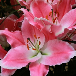 Лилия восточная Куинфиш