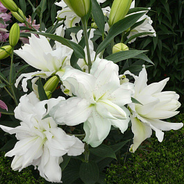 Лилия восточная махровая Лотус Пьюр