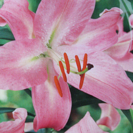 Лилия восточная Каса Гранда