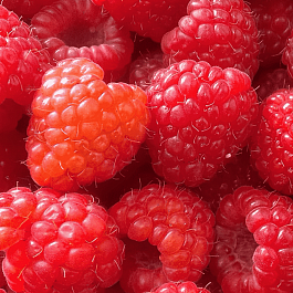 Малина обыкновенная Zamatos