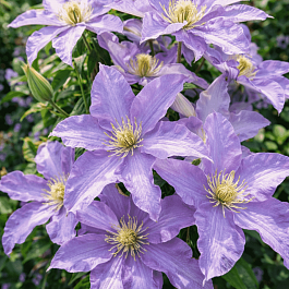 Клематис гибридный Anna German