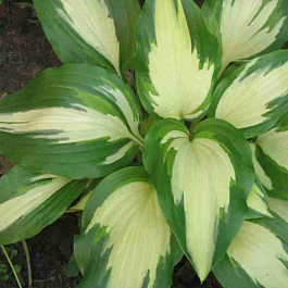 Хоста Christmas Candy