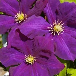 Клематис гибридный Lech Kaczynski
