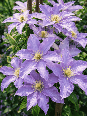 Клематис гибридный Anna German