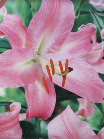 Лилия восточная Каса Гранда