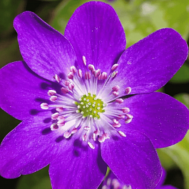 Печеночница японская Purple Forest Hybrids