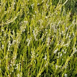 Вереск обыкновенный Westerlee Gold