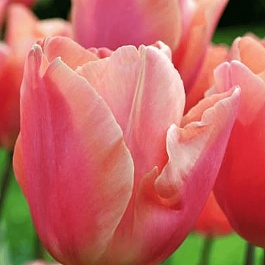 Тюльпан Dragon King