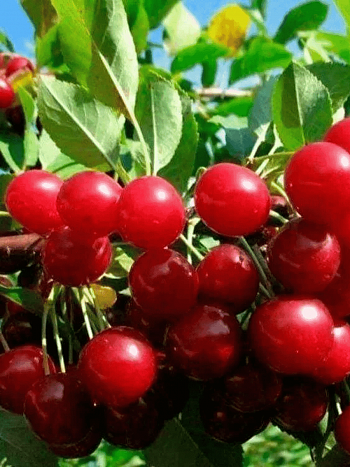 Вишня Калитвянка