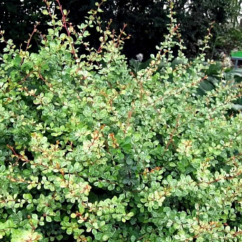 Барбарис Тунберга Корник