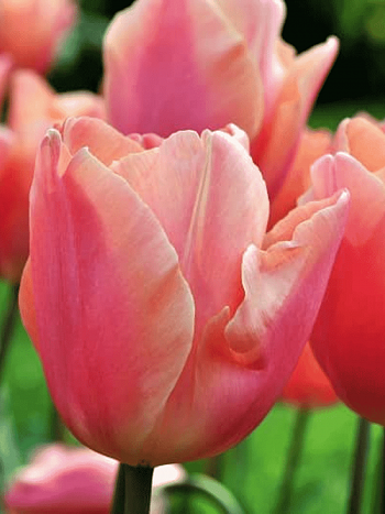 Тюльпан Dragon King