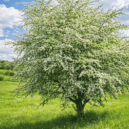 Боярышник обыкновенный