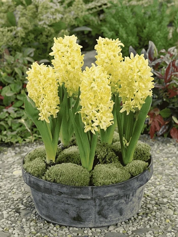 Гиацинт Gipsy Princess