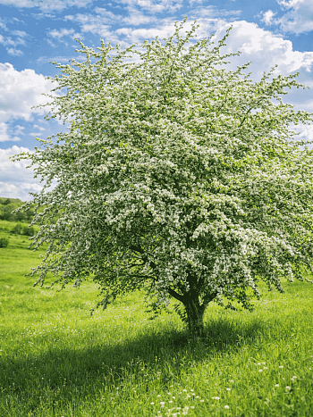 Боярышник обыкновенный
