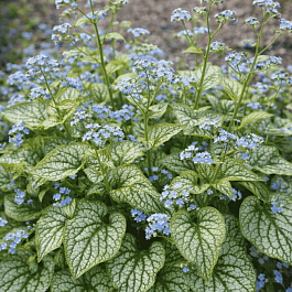 Бруннера крупнолистная Little Jack