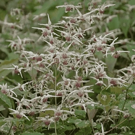 Горянка крупноцветковая Domino