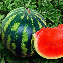 Арбуз Холодок