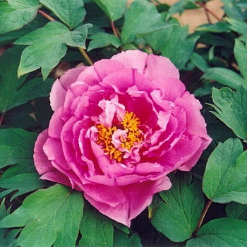 Пион древовидный Пинк Ред