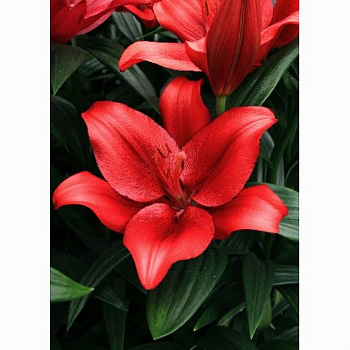 Лилия ЛА-гибрид Покерфейс