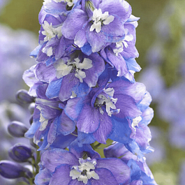 Дельфиниум  Guardian Lavender