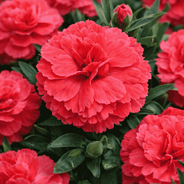 Гвоздика Oscar Salmon