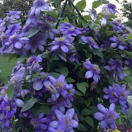 Клематис гибридный Blue Light
