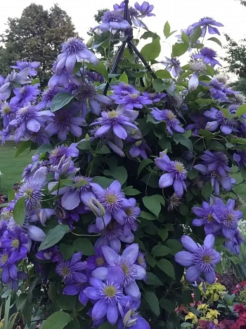 Клематис гибридный Blue Light