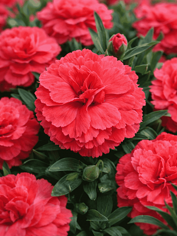 Гвоздика Oscar Salmon