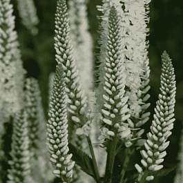 Вероника длиннолистная Schneeriesin