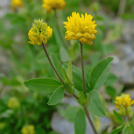 Клевер золотистый