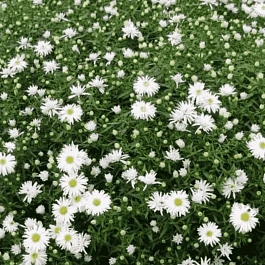 Астра кустарниковая Snowsprite