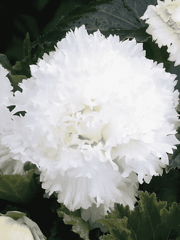 Бегония Fimbriata White