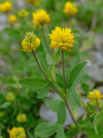 Клевер золотистый