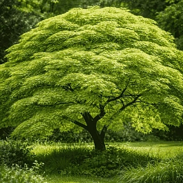 Клен веерный