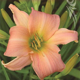 Лилейник гибридный Винсам Леди НАБОР 2ШТ (1+1)