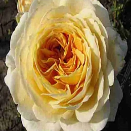 Роза кустовая Caramel Antike