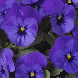 Виола рогатая  Twix Deep Blue with Eye