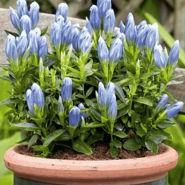 Горечавка Макиной Blue magic