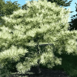 Сосна густоцветная Oculus Draconis