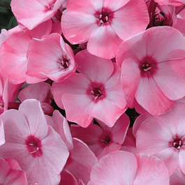 Флокс метельчатый Милена