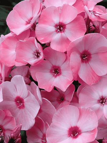 Флокс метельчатый Милена