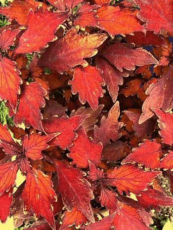 Колеус гибридный Flame Thrower Habanero