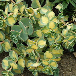 Очиток (Седум) Зибольда Variegata